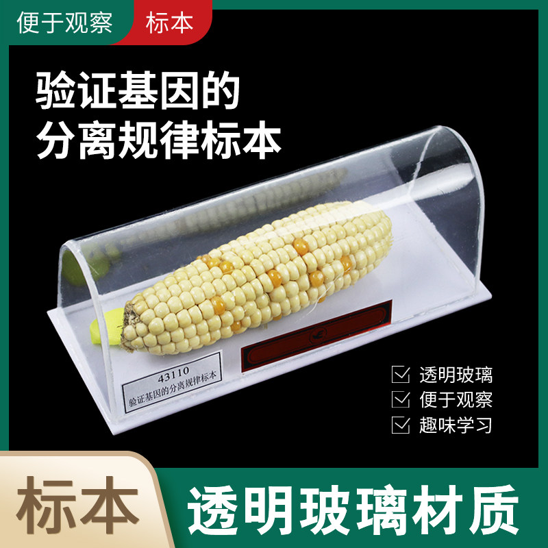 验证基因的分离规律标本 小学初中高中生物教学仪器实验器材教具