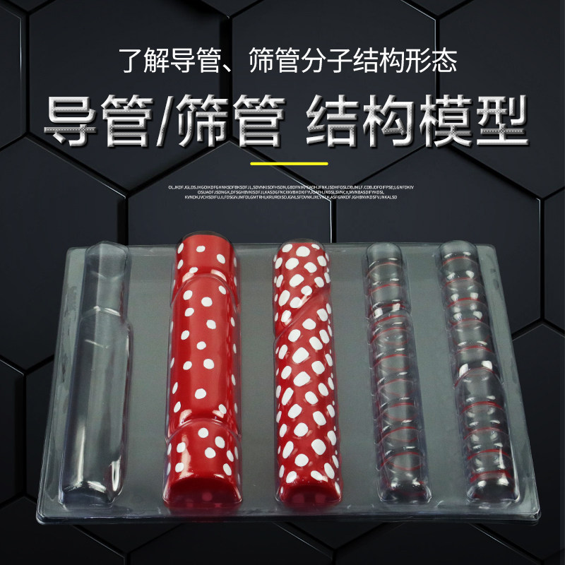 导管筛管结构模型 J33003 初中高中生物实验器材 生物教学仪器