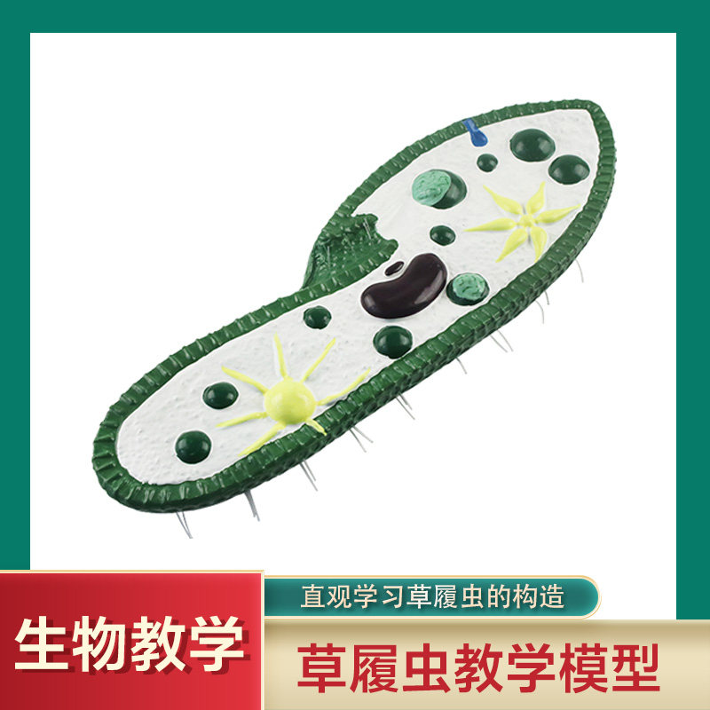 草履虫模型生物实验室教学模型仪器实验器材教具教学仪器