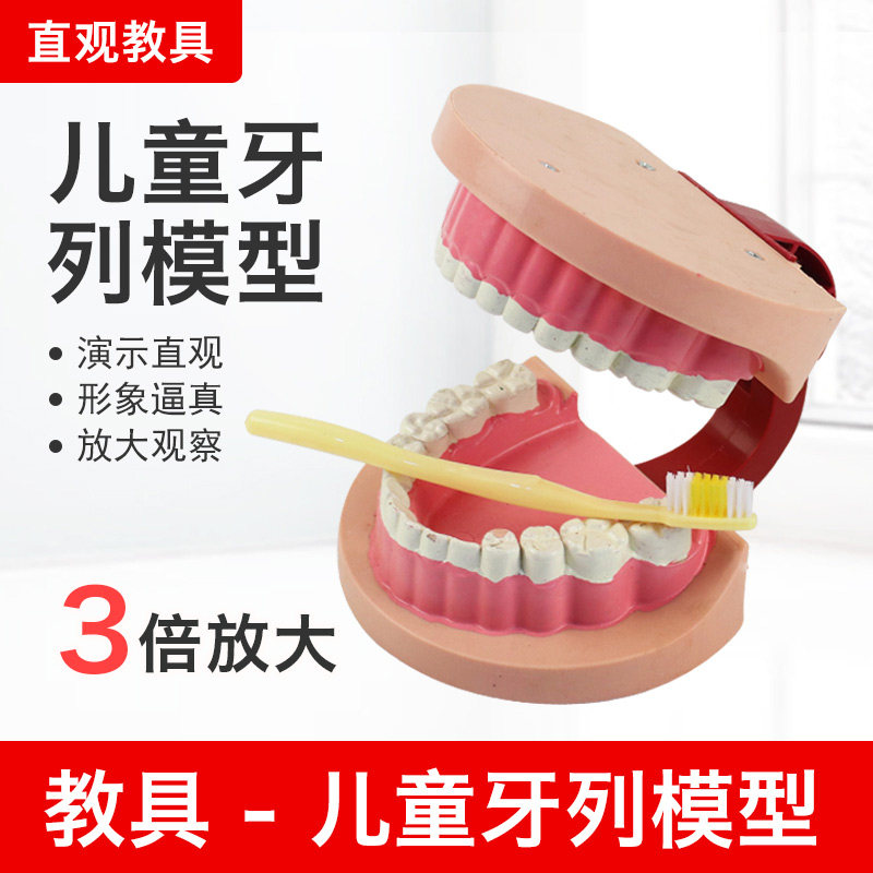 儿童牙列模型口腔模型牙齿模型幼儿园早教教具口腔医学护理刷牙指导儿童牙科牙保健模型大号教学仪器