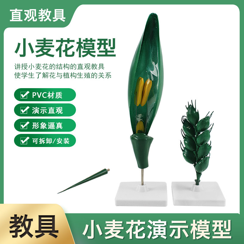 小麦花模型穗放大模型小学初中高中生物实验器材教学仪器教具