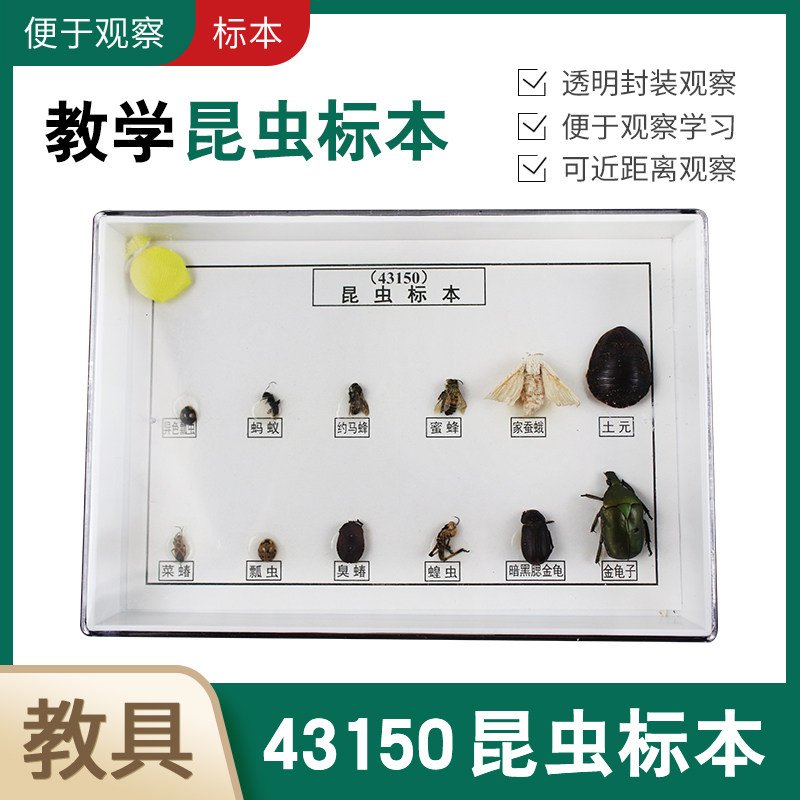 昆虫标本 6益6害 J43150 生物标本 生物实验器材 中学教学仪器实验器材 教具