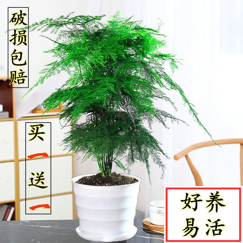 Wenzhu Potted Plant Indoor Decontamination Air Office Green Planting Flowers Potted Plants Bonsai All Season Evergreen Good To Feed