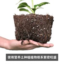 Flower soil nutrient soil planting soil general-purpose fleshy soil meaty nutrient soil