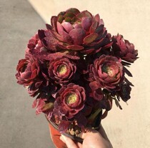 Masters multi-meat plant oversized multihead round leaf black head Halloween multi-meat old pile combined green plant potted master