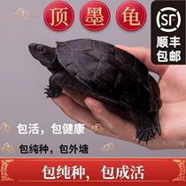 Top ink turtle All Black purebred authentic outer pond Chinese black belly seedling small turtle living thing rare golden line grass turtle