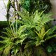 High-end simulated green artificial flowers and leaves, large bunches of turtle back, indoor bionic plant background, landscaping wall decoration ornaments