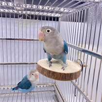 Bird Toy Parrot Jump Stage Bird Platform Pine Wood Plate Tiger Leather Peony Genin Parrot Toy Bird Ware Autumn Kcal