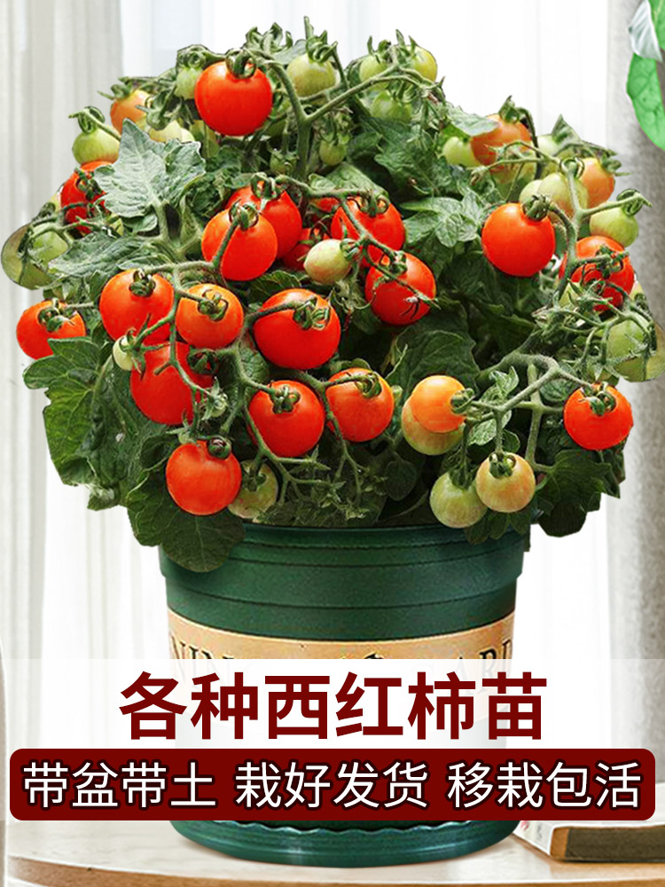 Dwarf eggplant seedling seedling seedling small tomato seedling Virgin fruit Balcony four seasons potted big red tomato vegetables