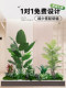 Simulated Green Plants for Landscaping, Indoor Landscape, Artificial Plant Combinations, Window Decoration, Courtyard Layout, Artificial Trees under Stairs