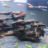 Рыба -аквариум Небольшой рыбные креветки креветки, пяти три цихлиды озера, рыба -гнездо для размножения рыбы Малаха, рыбное гнездо, небольшая рыба, чтобы избежать дома, тонущая древесина