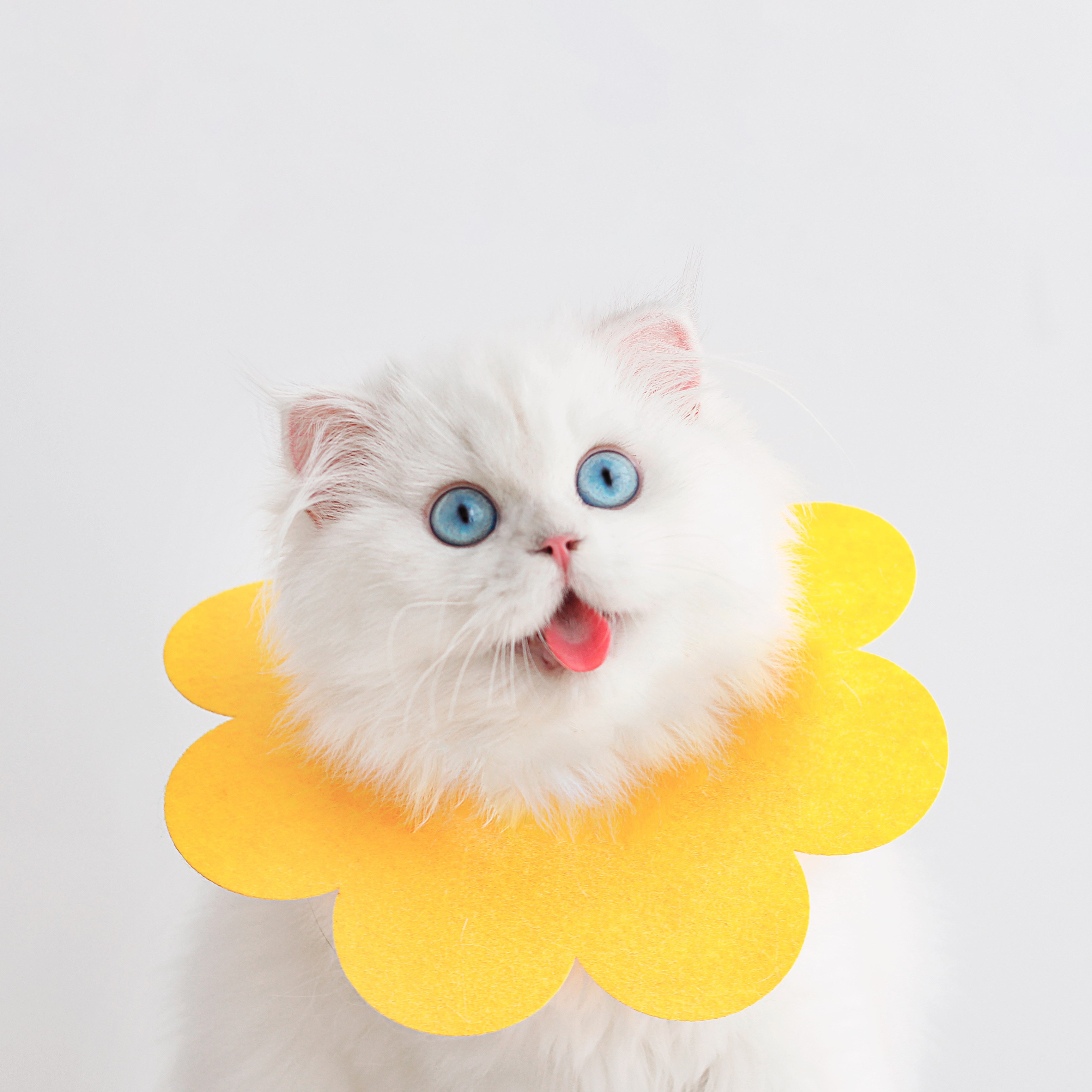 Kitty Elizabeth sunflower Item Circle Light Soft Saliva Towel Teddy Headgear Cat Collar Pet Anti Licking Shame Ring