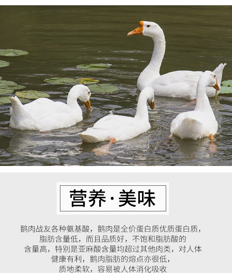 铁锅炖大鹅中的大鹅 杀后重6斤 图4