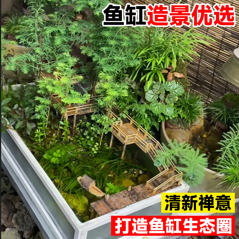 水杉树苗鱼缸造景神器！新手也能养出森林感溪流缸