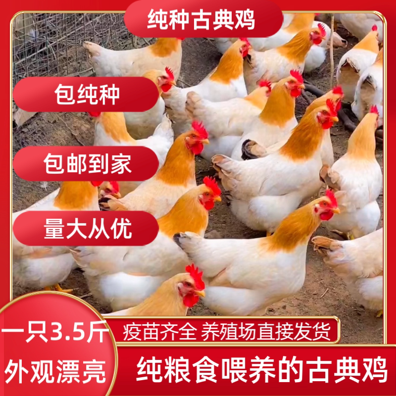 正在产蛋的杏花鸡古典鸡肉质真的好吗?农村散养土鸡与高产蛋散养鸡有何区别?-整鸡整鸡制品-淘宝好物网