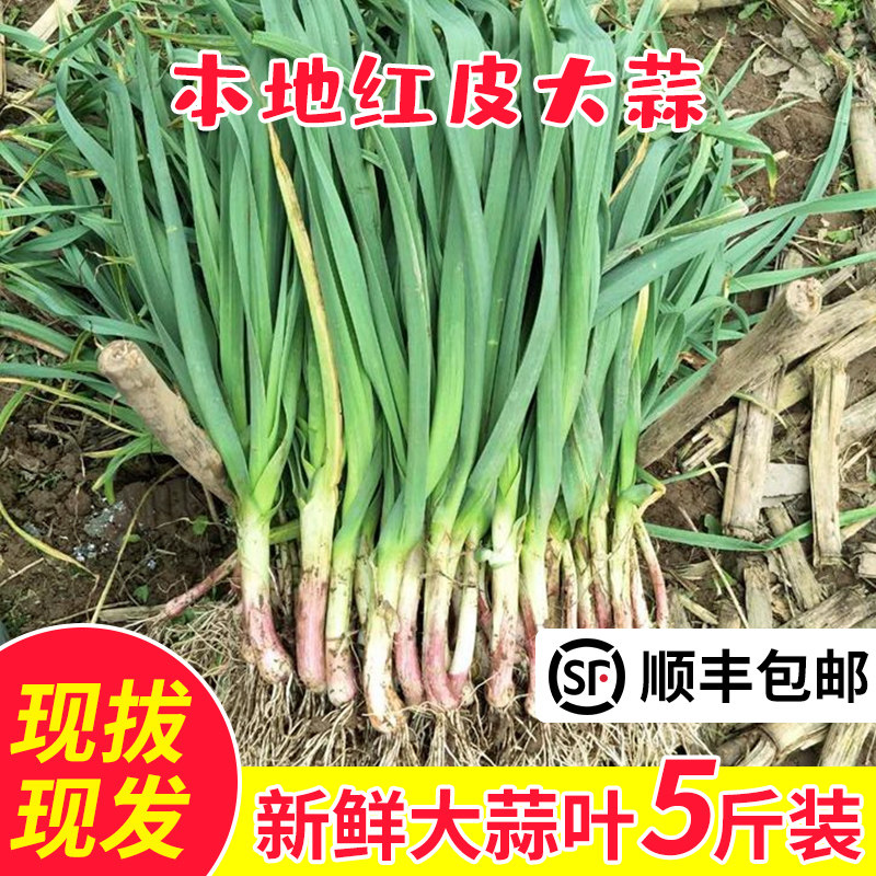 Subei Farmhouse Local Open-air Garlic Leaf Fresh Red Purple Peel Garlic Leaves Green Garlic Fry Red Roots Should Season Vegetables 5 Cati-Taobao