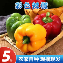 Shandong red green and yellow color bell pepper colorful pepper raw eat fruit pepper lantern round bell pepper fresh vegetable salad