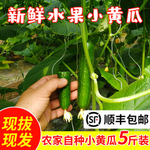 Cucumber fresh cucumber fruit small cucumber Dutch vegetable farm 10 Shandong dry raw eat 5 kg SF