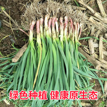 Northern Jiangsu farmhouse local open-air garlic leaves fresh red purple skin garlic leaves garlic seedlings red root seasonal vegetables 5 catties