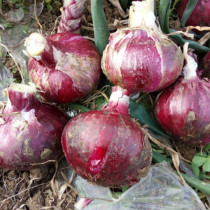 In 2020 freshly dug onion with box 5 pounds of red skin purple skin onion head onion farmers grow their own vegetables