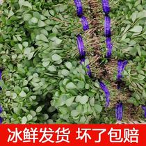 Purslane fresh horse tooth long life vegetable horse bee cabbage purslane 3