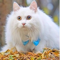 Shandong Linqing Lion Cat White Different Pupils Double Blue Eyes Golden Pupils Lion Cat Cubs Black Lion Cat Kittens Live