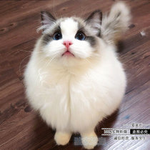Hot Muppet cat kitten Purebred pet cat cub Small cute fairy cat Sea double blue double cat live animal