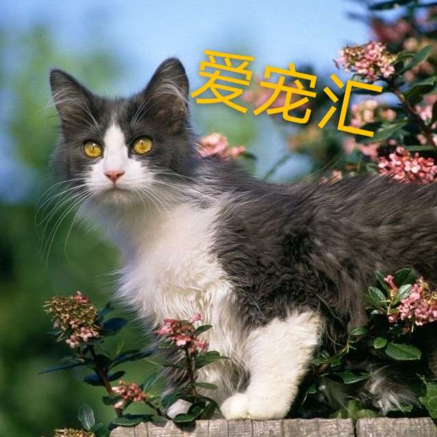 Hot sale Chinese pastoral cat Domestic cat cub Raccoon flower cat Orange cat Small earth cat Purebred black cat live adoption