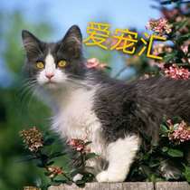 Hot sale Chinese pastoral cat Domestic cat cub Raccoon flower cat Orange cat Small earth cat Purebred black cat live adoption