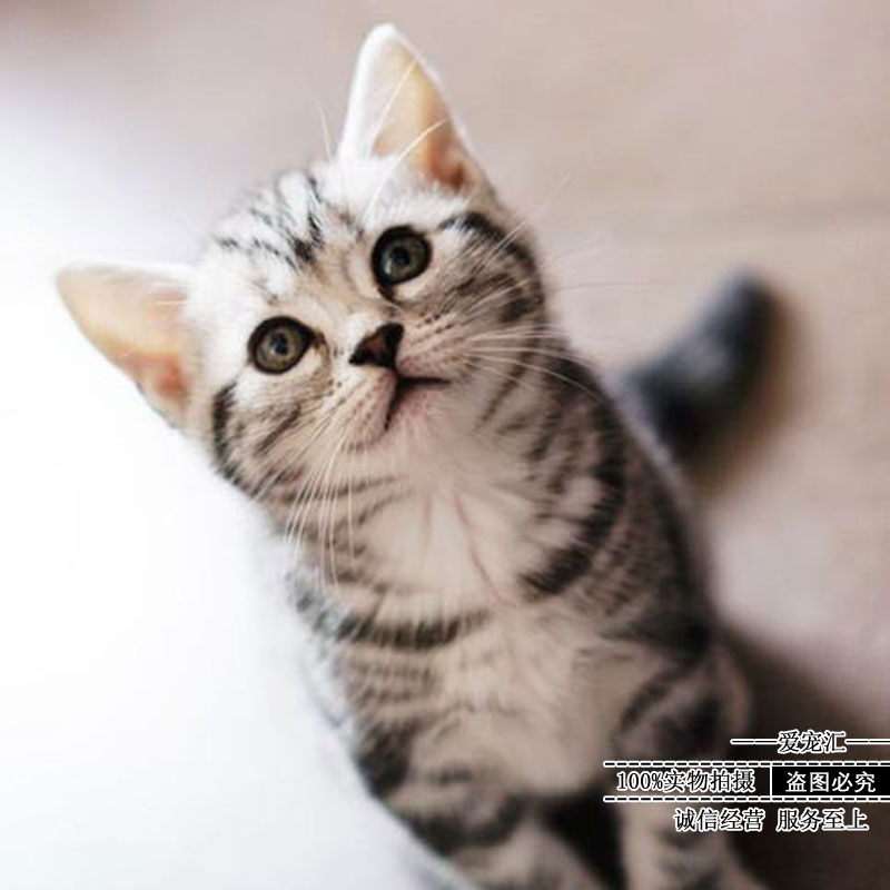 Hot Orange cat Raccoon flower cat Live chrysanthemum cat Fat Orange cat Lion cat Tabby cat cub Cow cat Sanhua cat