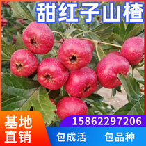 Sweet red hawthorn tree live seedlings north and south courtyard planting extra large fruit tree potted grafting cold-resistant and bear fruit in the same year