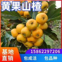 Huangguo hawthorn tree live seedlings north and south courtyard planting extra large fruit tree potted grafted yellow hawthorn seedlings bear fruit in the same year