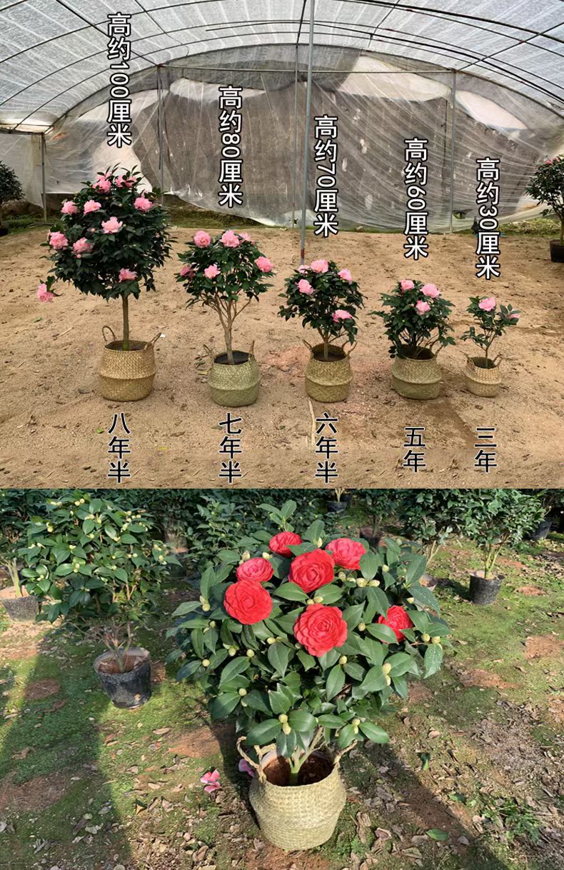 Potted five colours red Dan four seasons tea pot everblooming camellia seedlings gold flowers princess luzhou - flavor