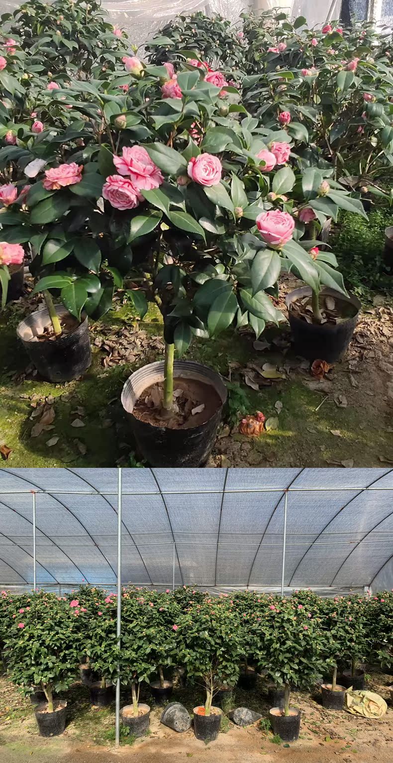 Potted five colours red Dan four seasons tea pot everblooming camellia seedlings gold flowers princess luzhou - flavor