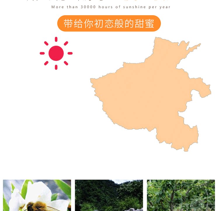 留香岛 山西 金太阳大黄杏 5斤 图6