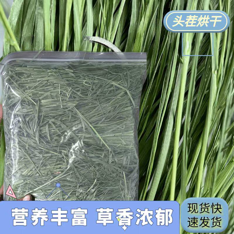 2022 boutique drying head fork five jins hyperlink Timothy pasture north mention rabbit chinchilla guinea pig squirrel