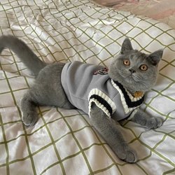 Cat Winter Vest with Fleece, Pet Dog Clothes, Autumn Sleeveless Vest, Korean Style, for Blue Cats, Garfield Cats, American Shorthair, Ragdoll Cats