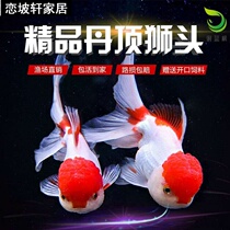 Boutique big fish lion head ornamental fish freshwater fish cold water goldfish live fishing ground direct sale good live fish bag