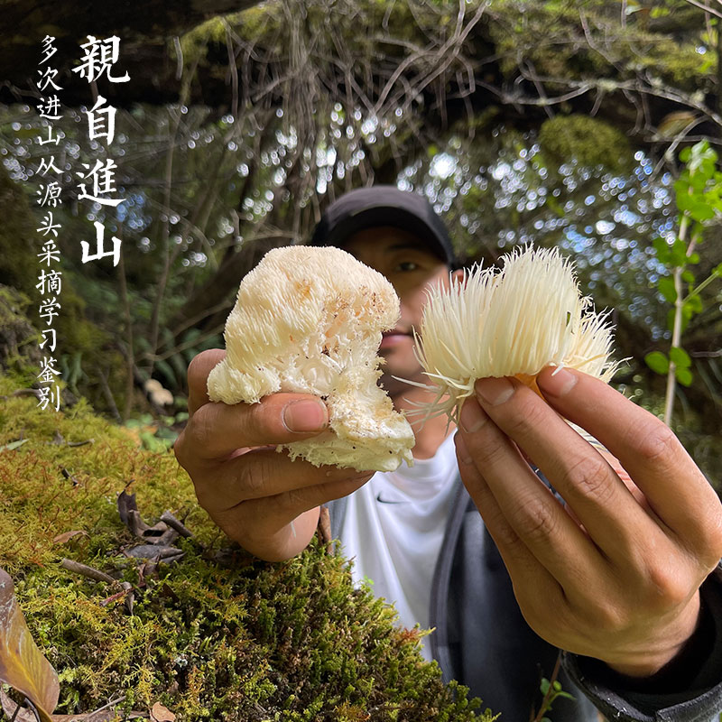 探寻自然瑰宝：长白山野生猴头菇的秘密