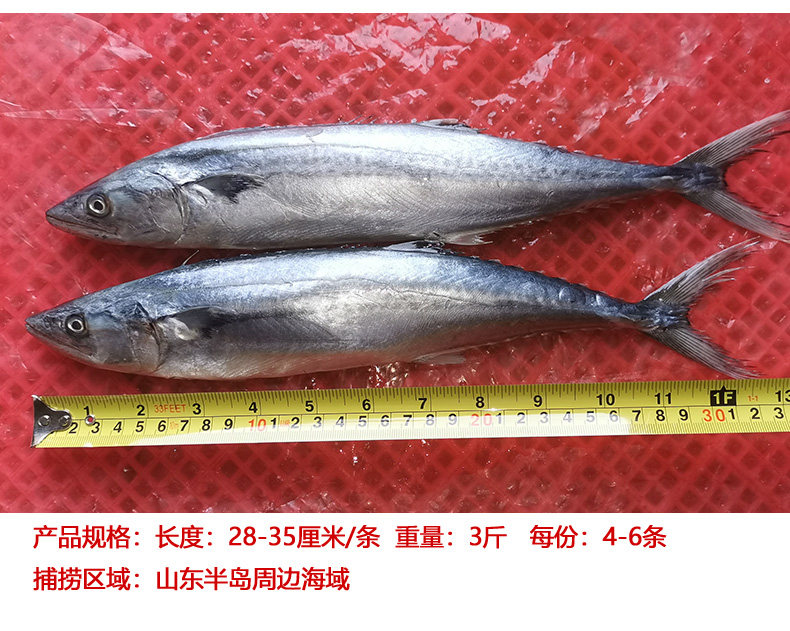 竞泽 胶东海捕马鲛鱼 3斤约4-6条 天猫优惠券折后￥36.8包邮（￥39.8-3）