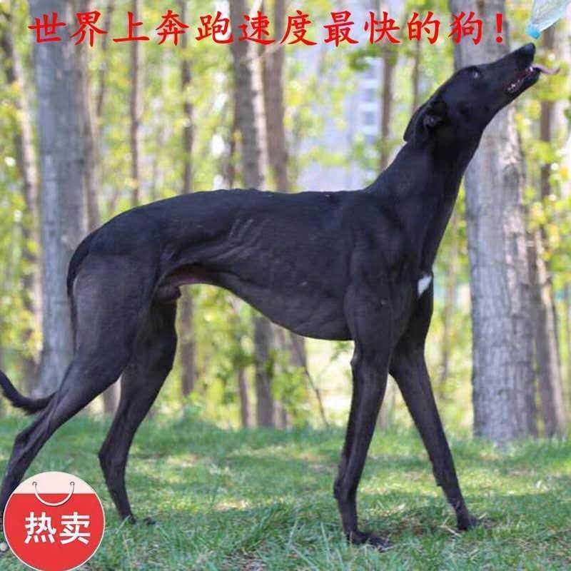 杨哥名犬养殖123