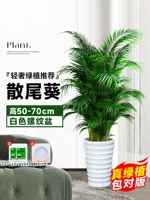 Бутик Sanota Kwai High 50-70 CM 10 деревьев ★ Тромовый бассейн+отправка лотка ★ Four Seasons Evergreen