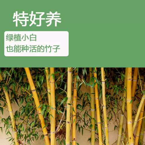 Золотые бамбуковые саженцы двор четыре сезона вечнозеленые пурпурные бамбуковые саженцы с зеленым бамбуком в северном холодном резистентном сеянке