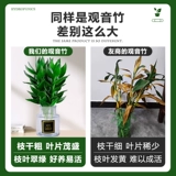 Гуаньян бамбук богатый бамбуковый гидравлический растение с корневыми цветами