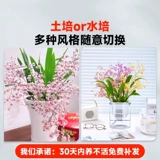 Растения в горшках онцидиума с бутонами, духи, ароматная орхидея мечты, цветы орхидеи на балконе в помещении, зеленые растения, которые легко выращивать на гидропонике осенью и зимой.