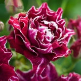 Посадить фиолетовый халат и нефритовый ремень, поднимаясь Фудзин в этом сезоне Роуз Роуз Рассады Цветок сильные ароматные цветы расцветают в этом году