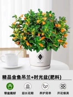 Премиальные золотые рыбки саженцы [бассейн времени] + удобрения