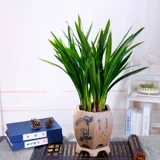 Морамский цветок Helan Flower High -End Plating Pot Flower Room Decaute Bonsai сильные саженцы орхидеи ладан