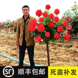 Пень, роза, цветы во дворе, балкон, дерево в горшке, леденец, высокий стебель, саженцы цветов, очень крупные цветы с сильным ароматом, цветущие в любое время года.