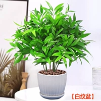 Противомоскитный бамбук и кипарис 10 шт + горшок с белым узором [Горшечные растения лучше приносить без посадки] Бесплатное удобрение + керамзит